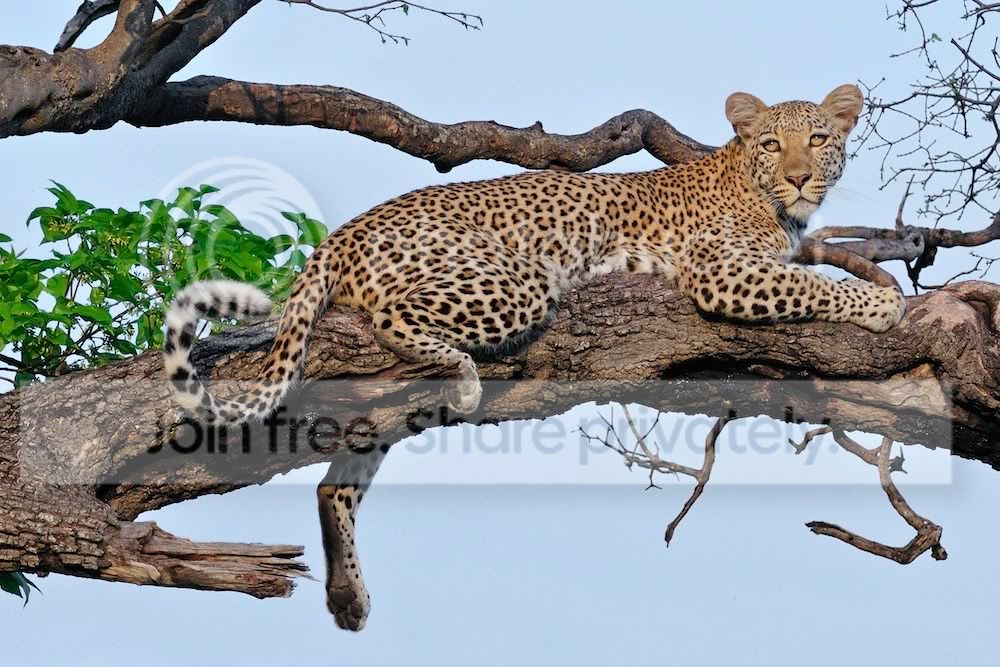 Lepard_0002.jpg