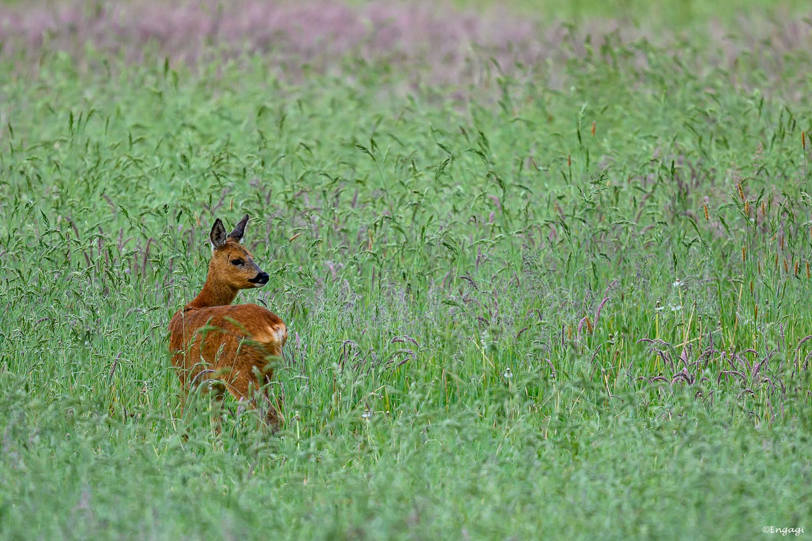 DSC_1308.jpg