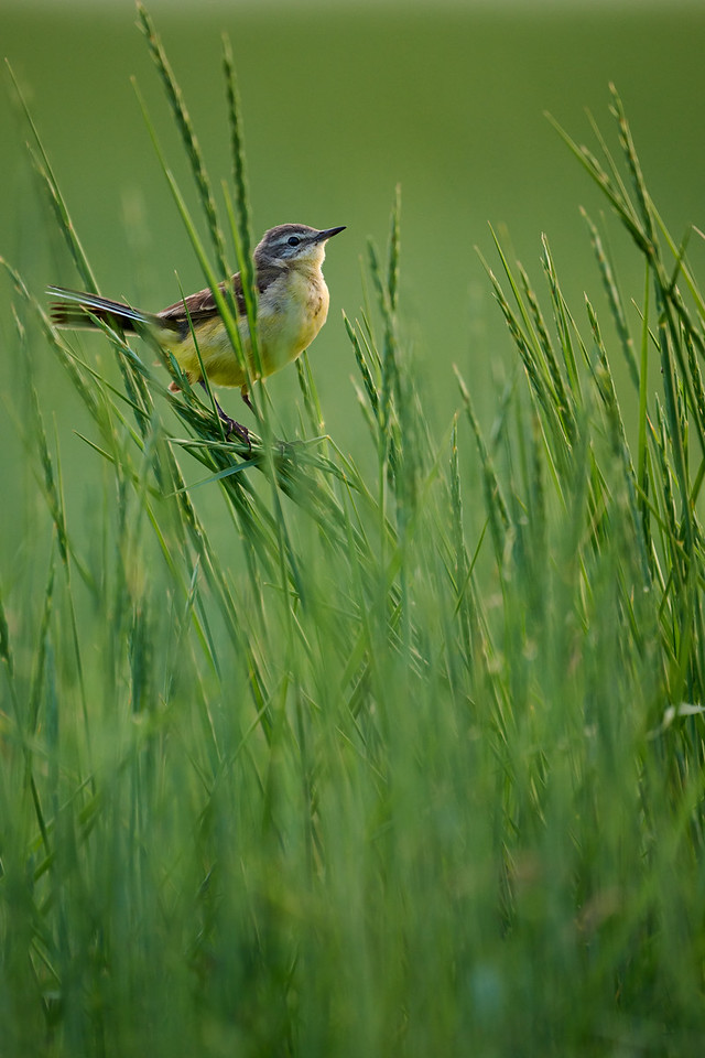 DSC_5818-X2.jpg