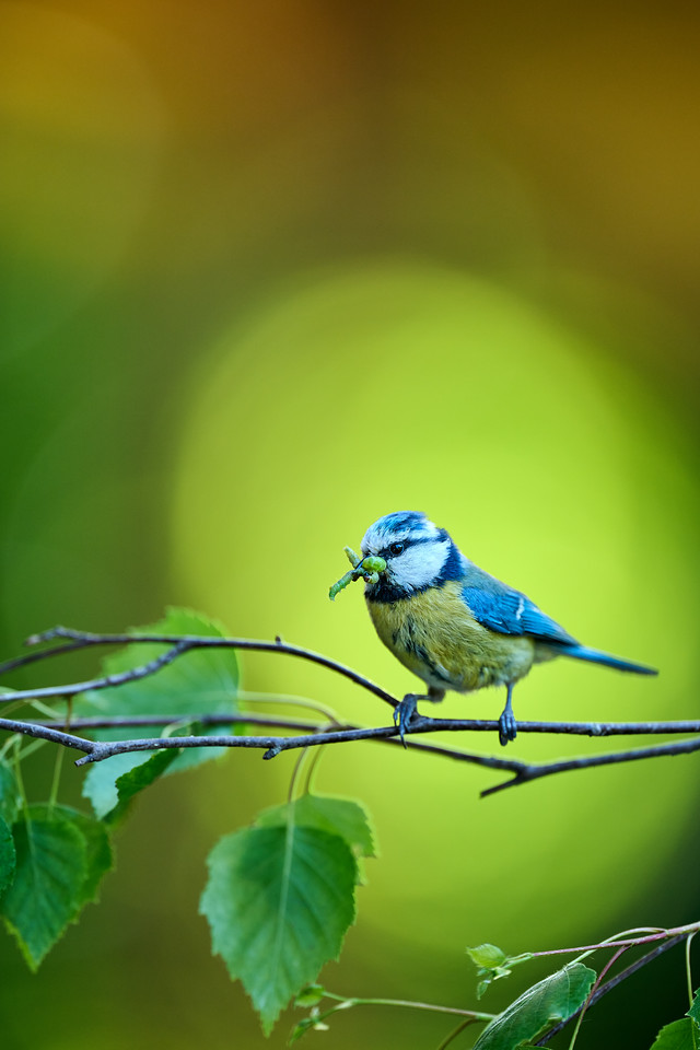 DSC_9104-X2.jpg