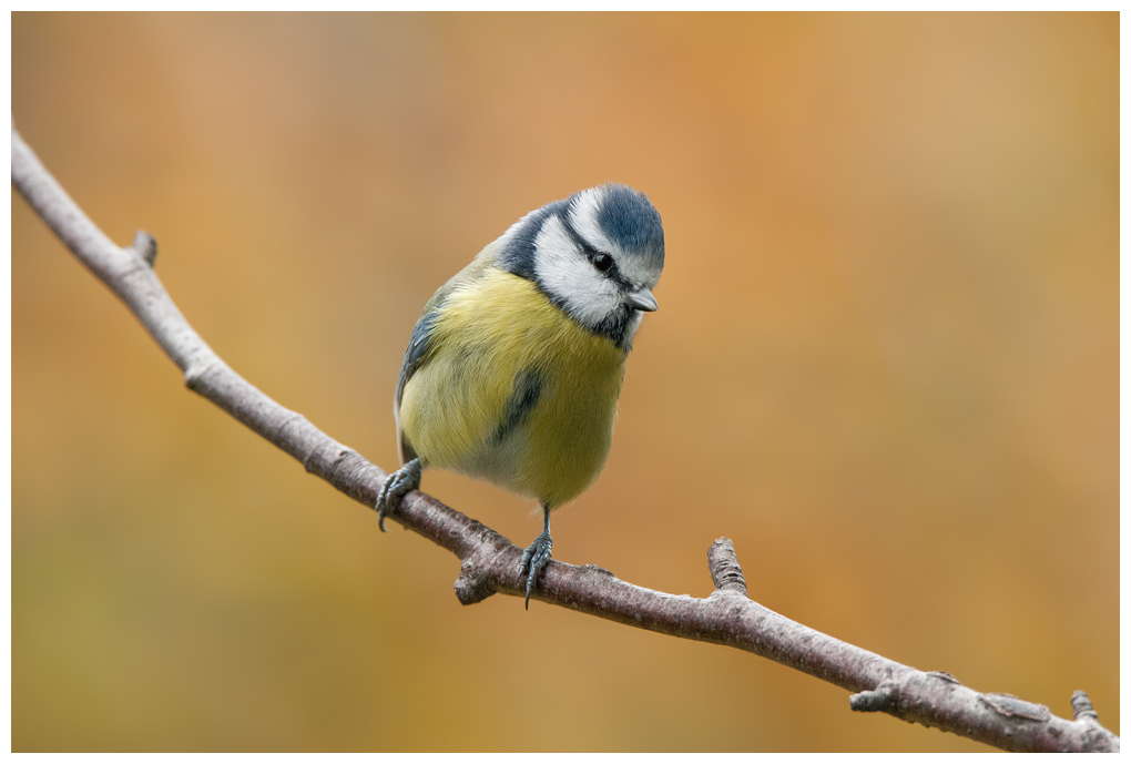 Blaumeise055.jpg