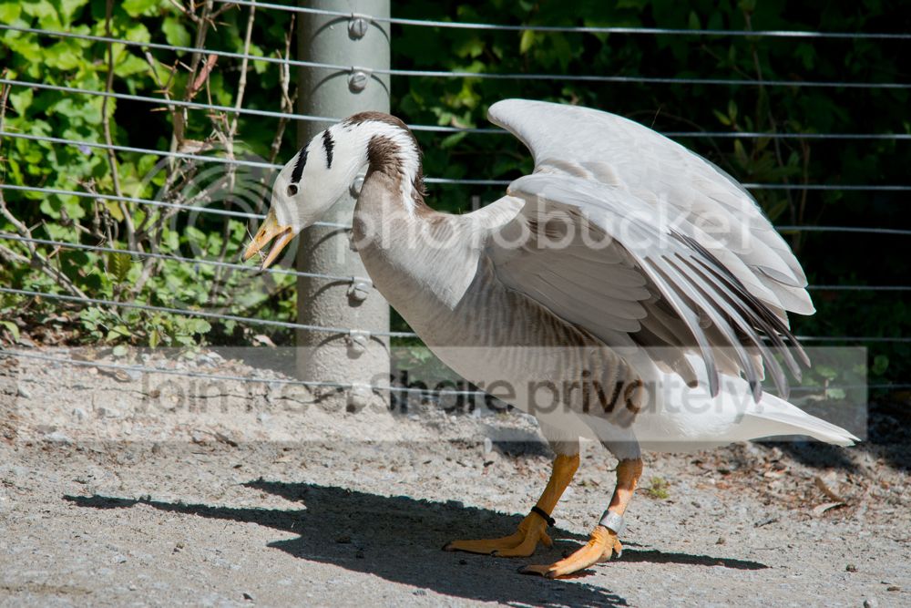 DSC_6715.jpg