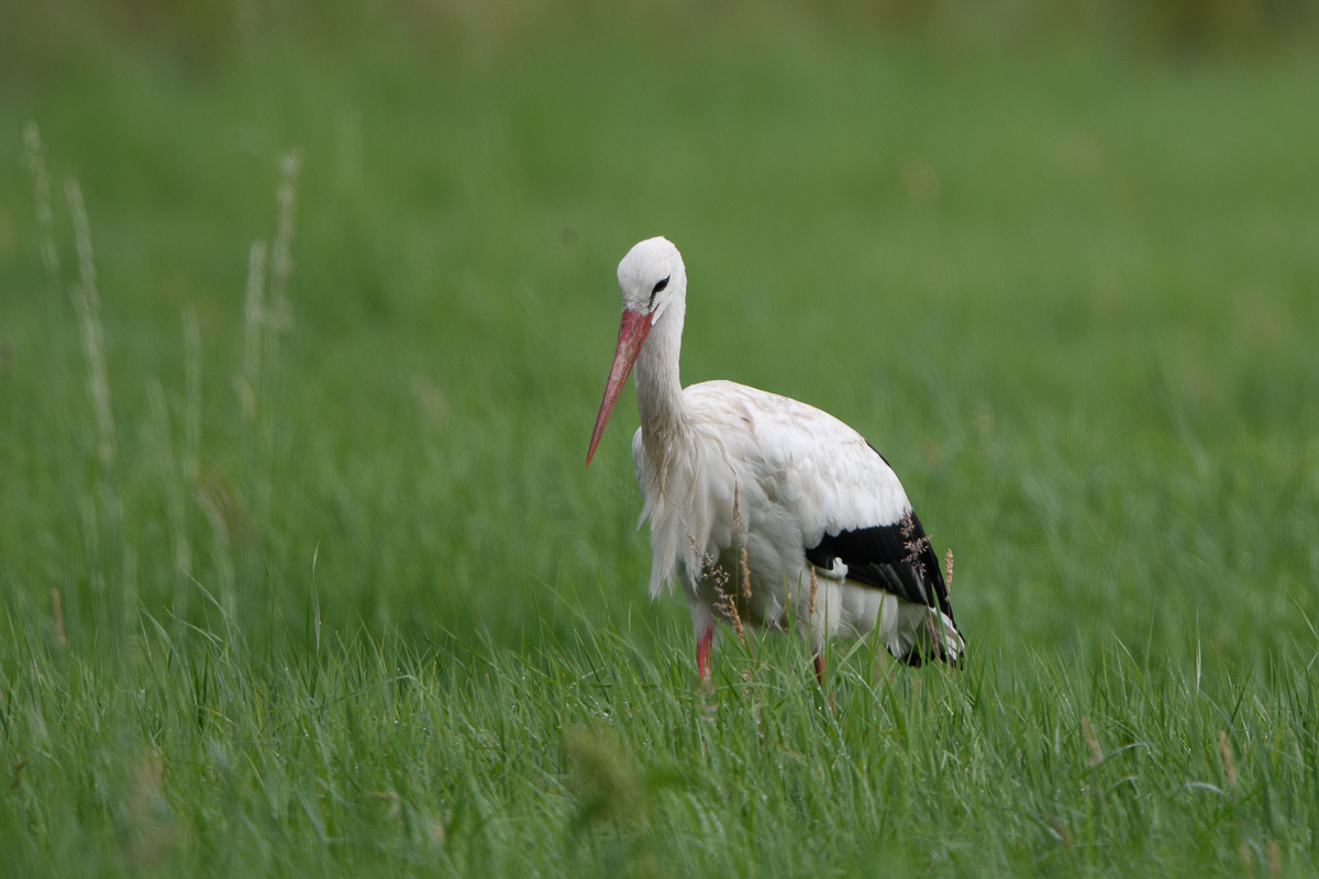 DSC_8567.jpg