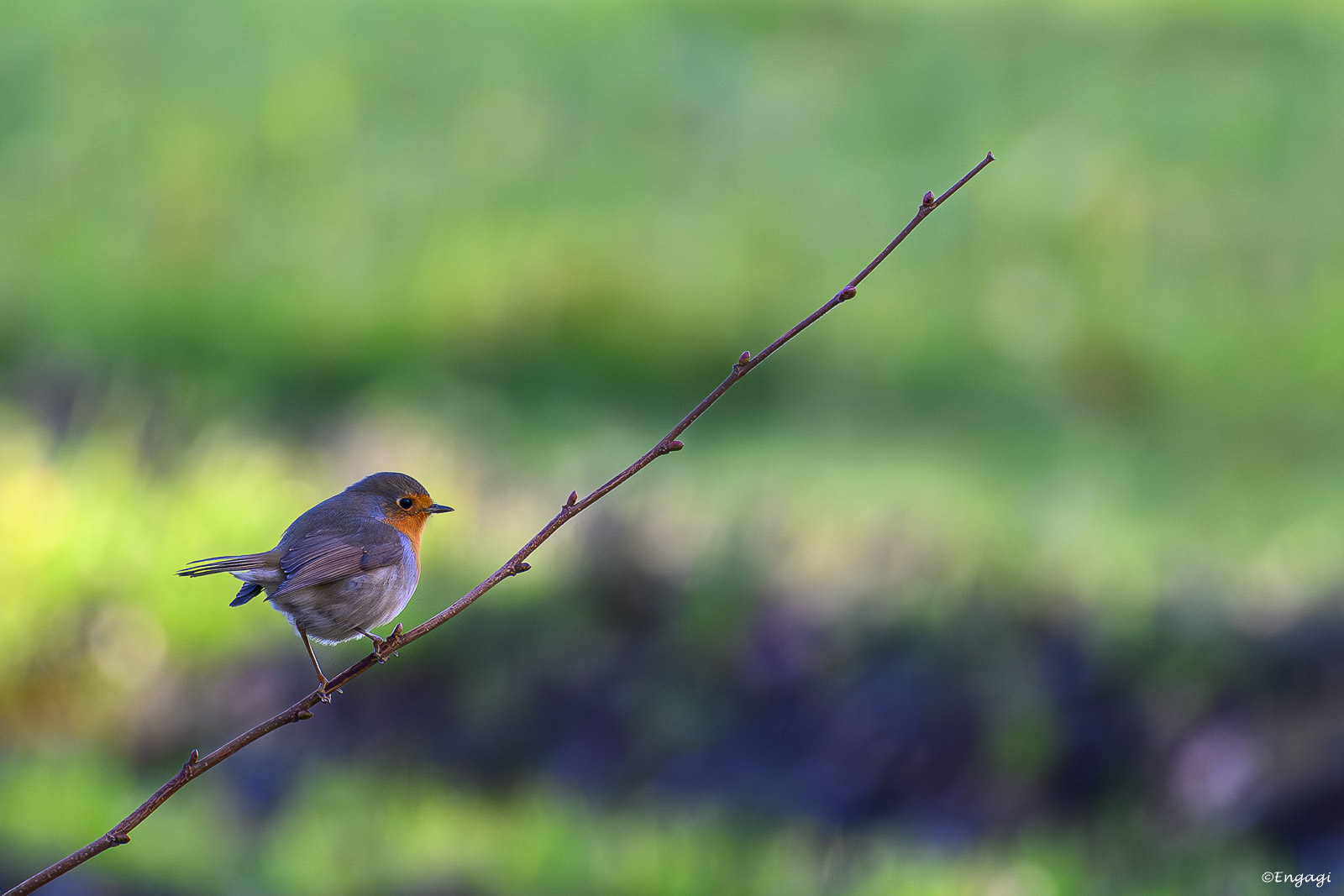 DSC_5775.jpg