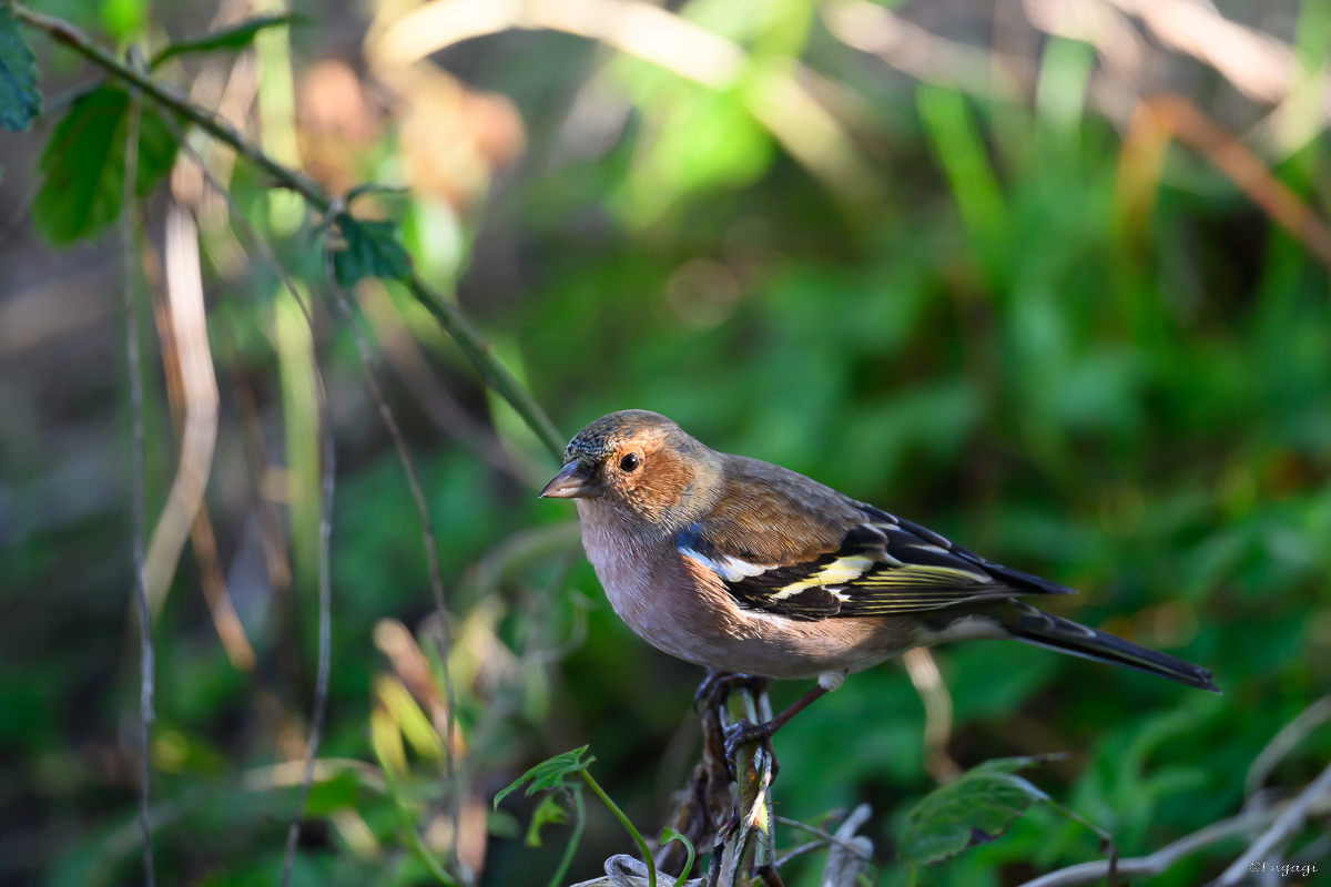 DSC_6131.jpg