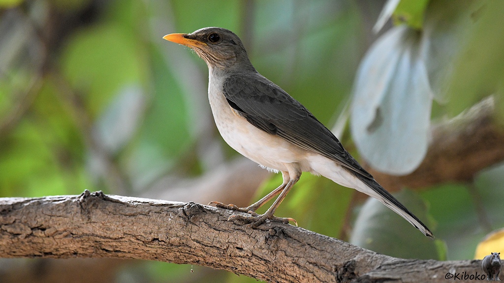 Das Bild zeigt einen dunkelgrauen Vogel mit weißer Unterseite auf einem waagerecht verlaufendem Ast. Der Vogel hat einen orangefarbenen Schnabel und ein braun-weiß gestreifte Kehle.
