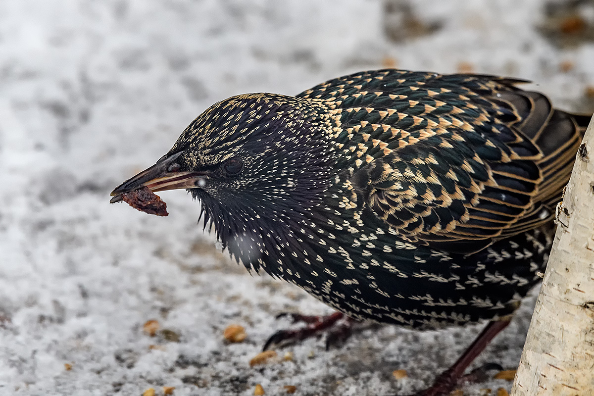 20180213_D500_0027NF.jpg