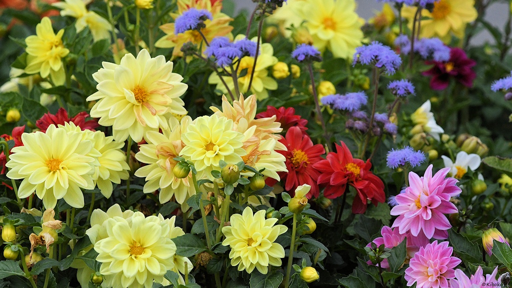 s268_Bishkek_Blumen_6089.jpg