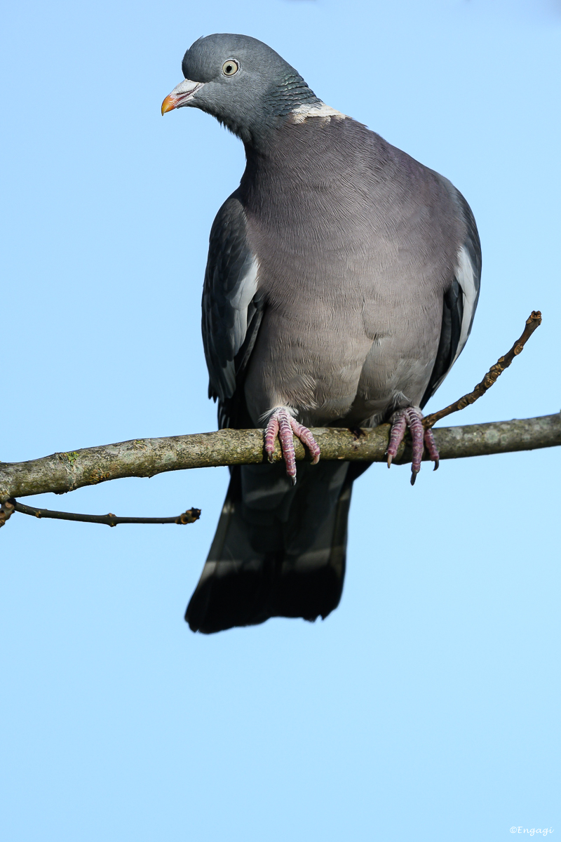 DSC_0378.jpg