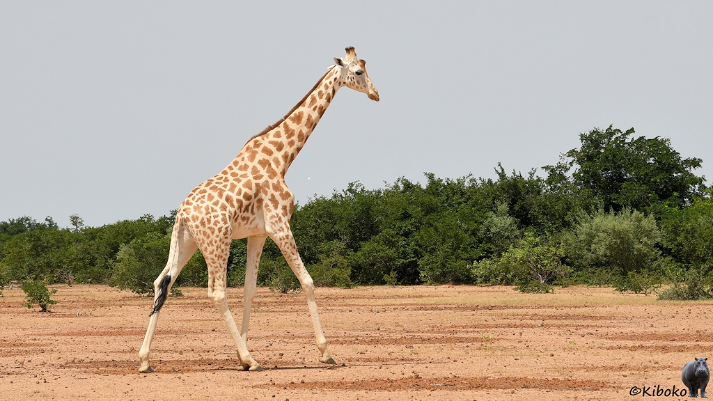 Das Bild zeigt eine Giraffe im flotten Trab von links nach rechts laufen. Im Hintergrund ist dichtes Buschwerk. Der Boden ist rötlich und steinig ohne Gras.
