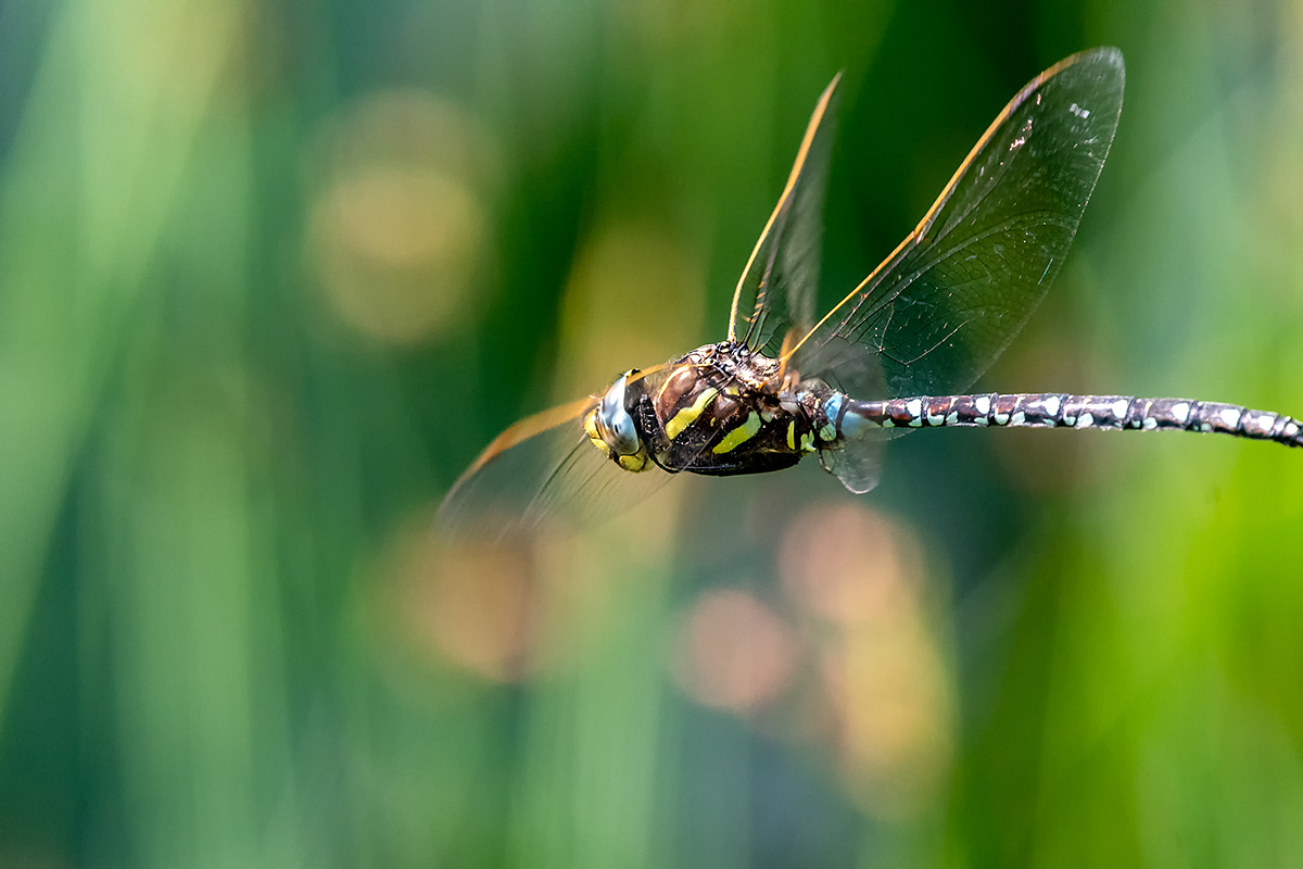 20180611_D500_1231NF.jpg