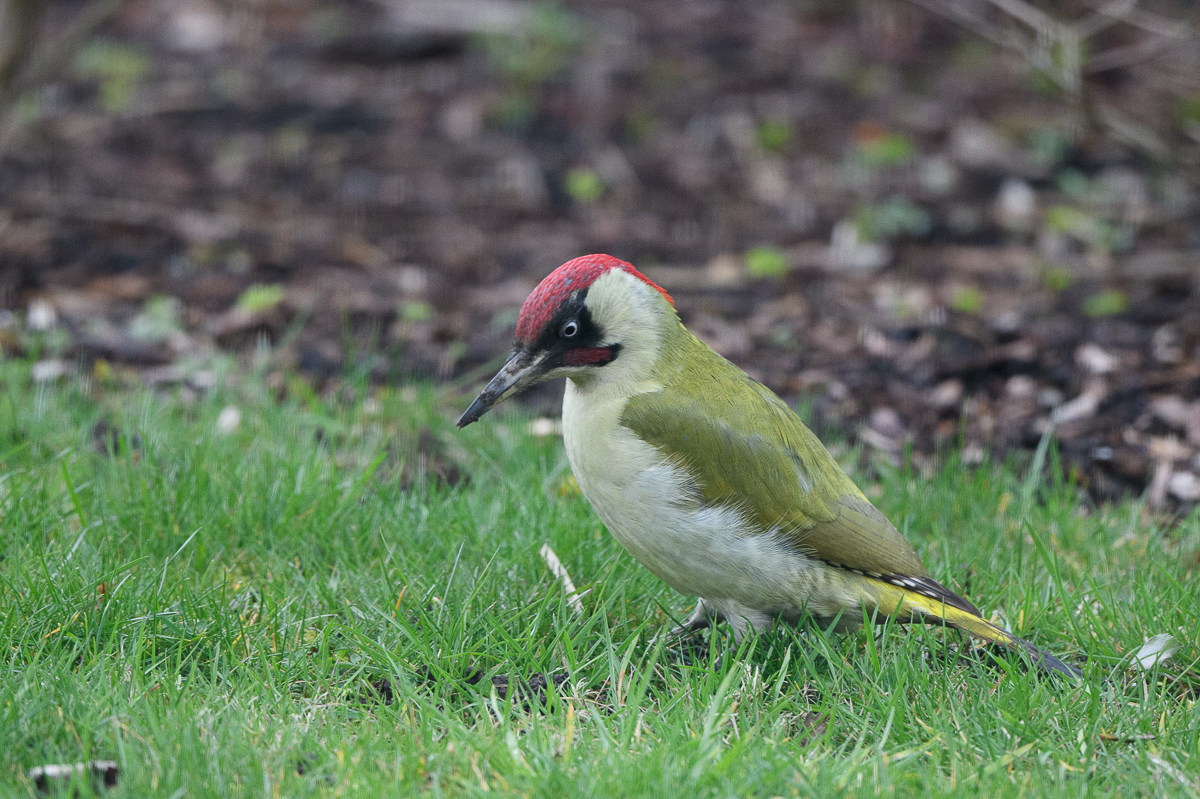 DSC_4134.jpg