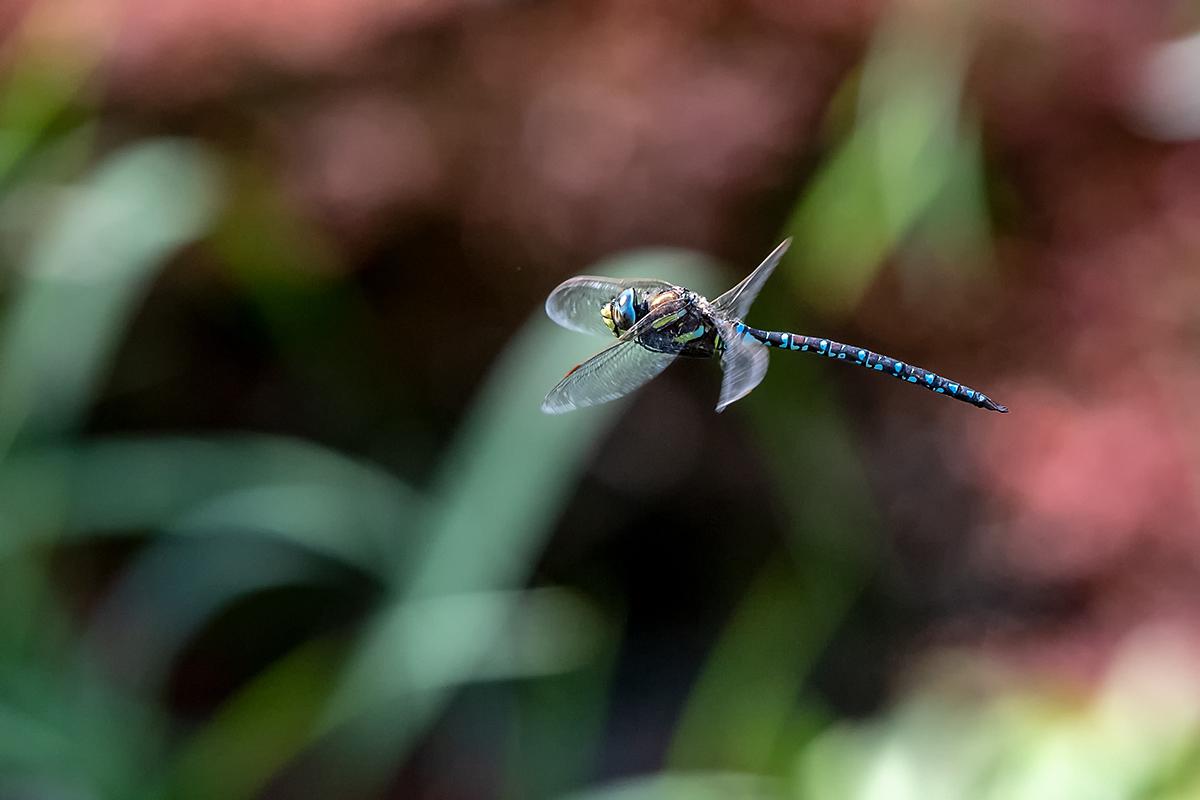 20180808_ND5_0627NF.jpg