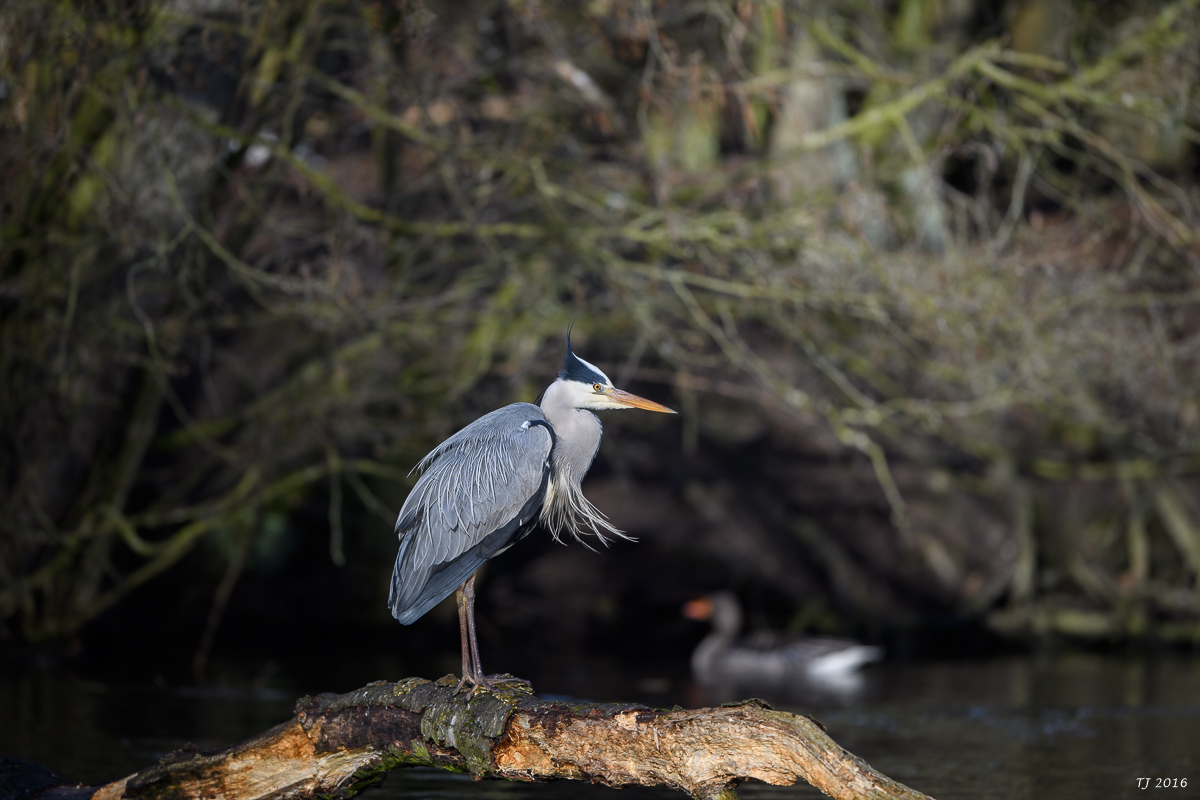 DSC_0601.jpg