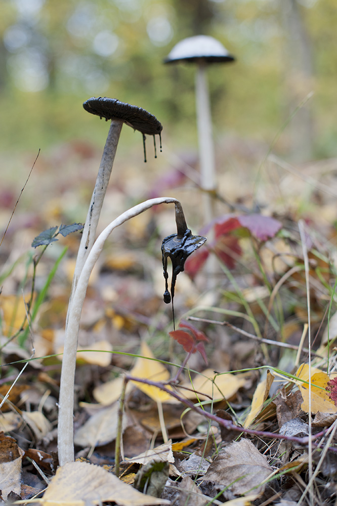 herbstpilz-35.jpg