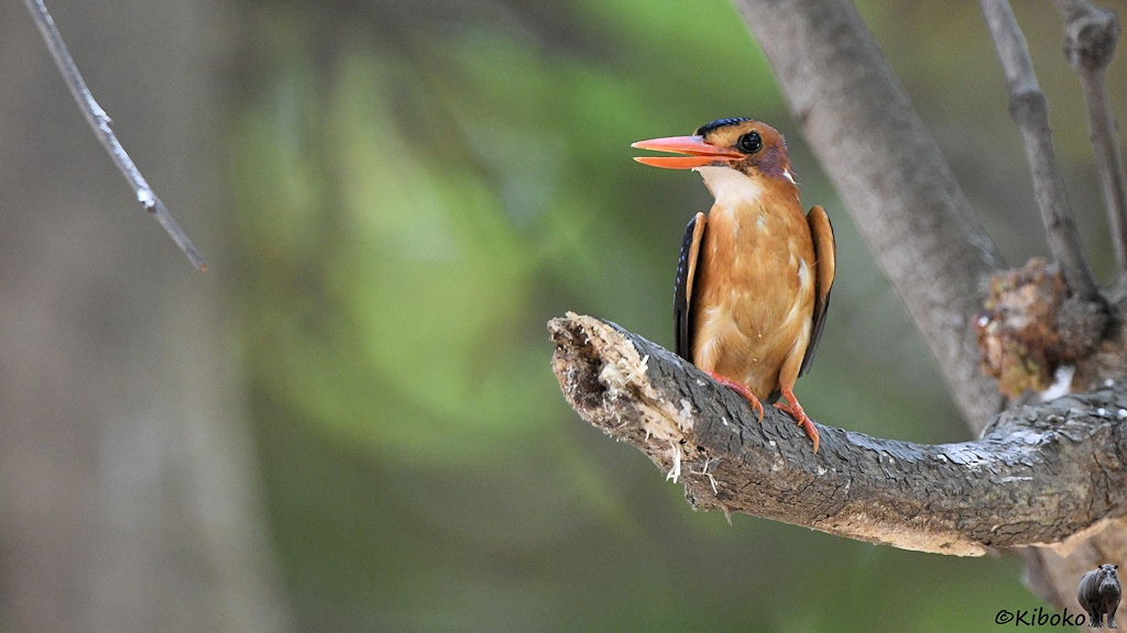 Das Bild zeigt einen kleinen Vogel mit braunem Bauch, weißer Kehle, rosaroten Füßen, violetten Flächen hinter dem Augen sowie einem langen orangeroten Schnabel. Der blaue Rücken und Kopf ist nur am Rand zu sehen.