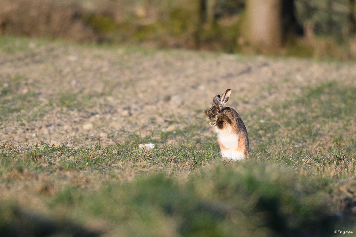 DSC_0739.jpg