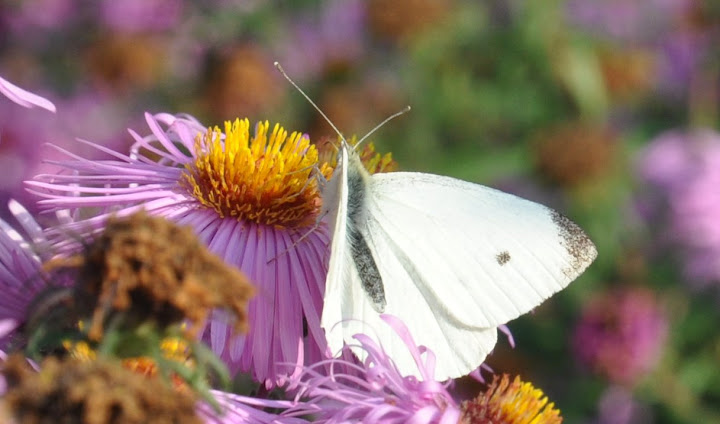 DSC_1757.JPG