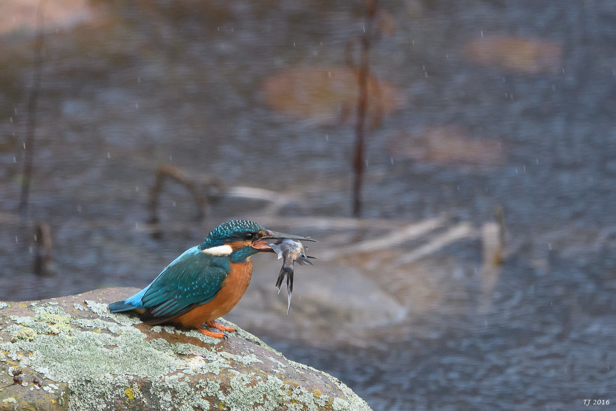 Eisvogel-60.jpg