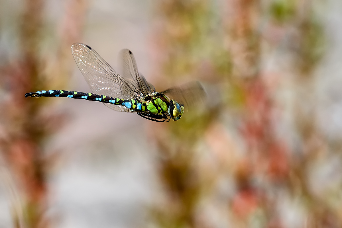20171004_D810_0220NF.jpg