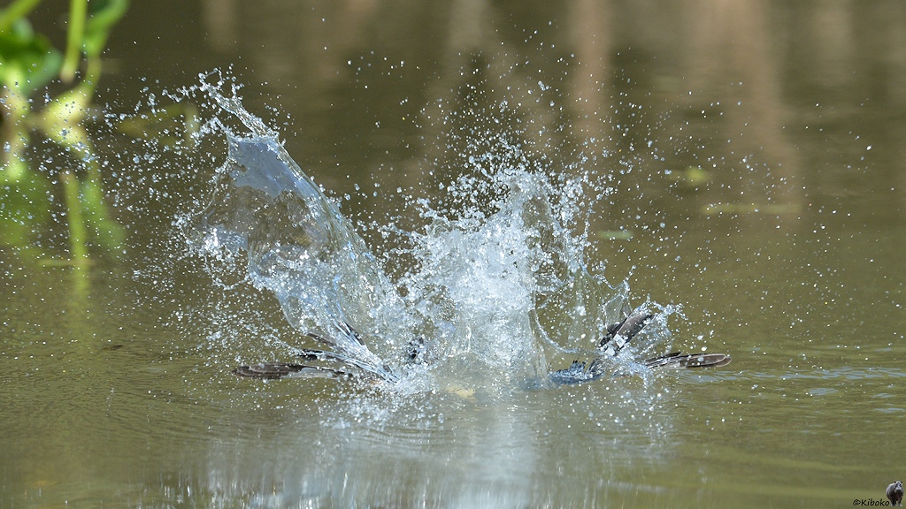 Das Wasser spitzt. Der untergetauchte Rotbauchfischer ist zu erkennen