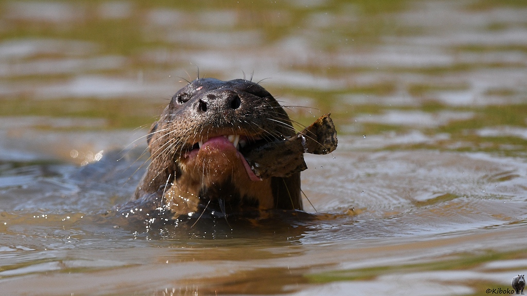 Riesenotter mit Fisch im Maul. Der Schwanz schaut noch heraus