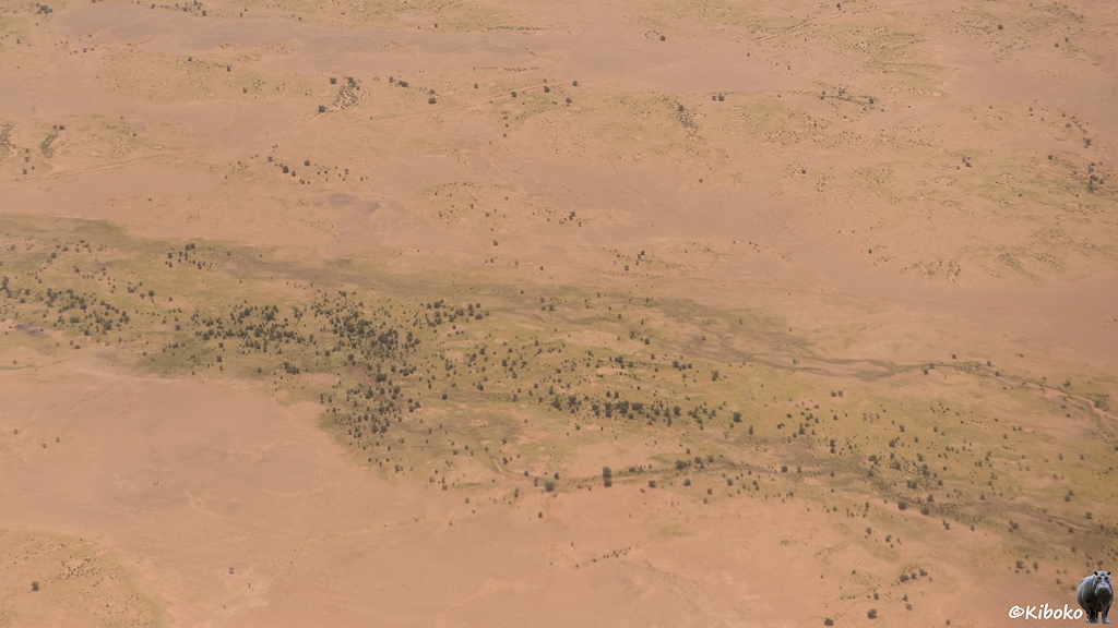 Das Bild zeigt ein von rechts nach links verlaufendes wasserloses Flusstal im rosa Wüstensand. Im Tal stehen Bäume. Der Boden schimmert grünlich vom frischen Gras.