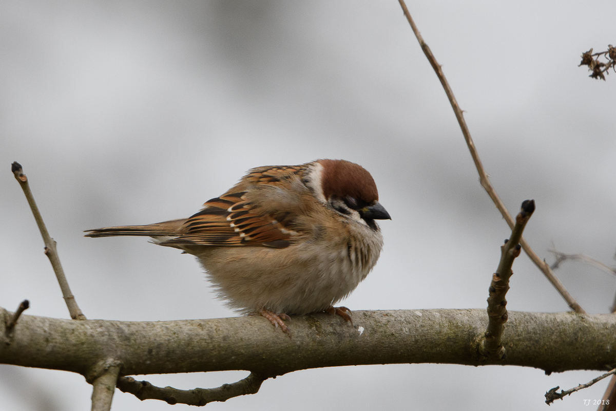 DSC_6785.jpg