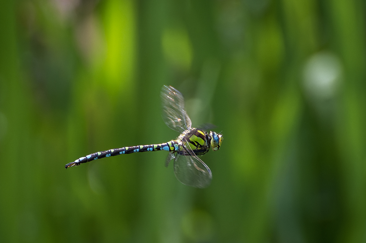 20230808_NZ9_0249_DPNF.jpg