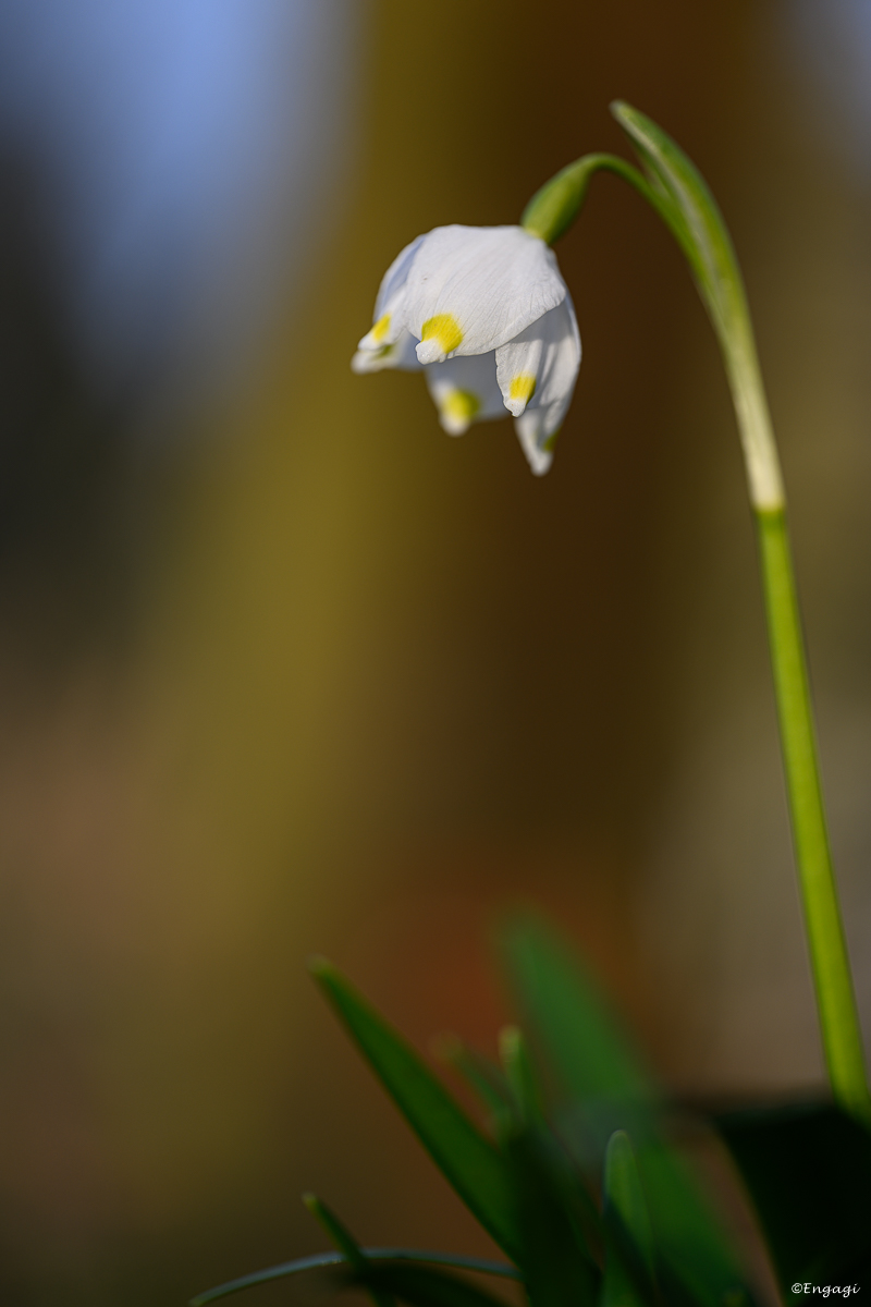 DSC_0797.jpg