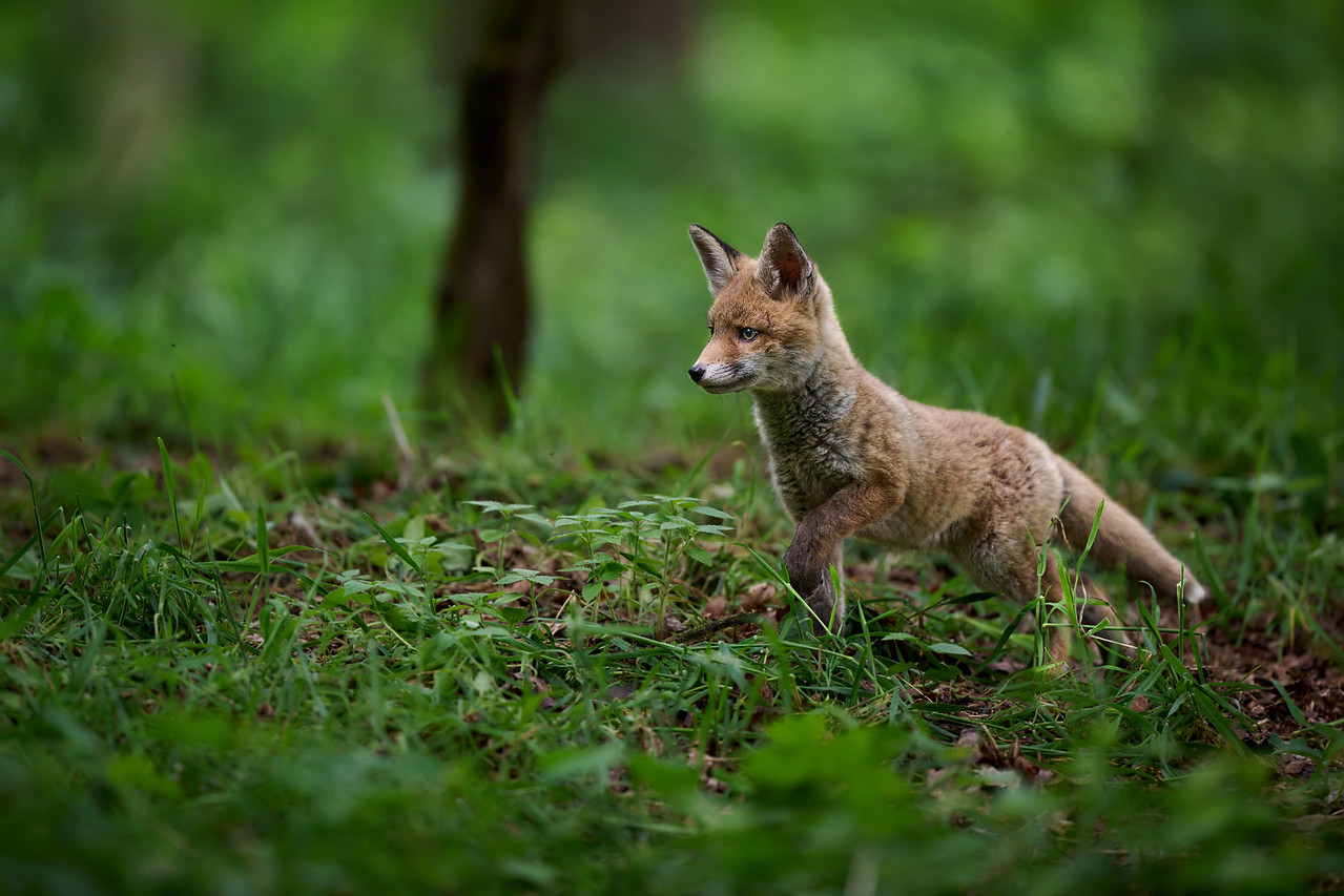 DSC_7718-X2.jpg