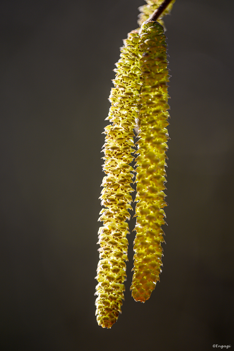 DSC_0677a.jpg