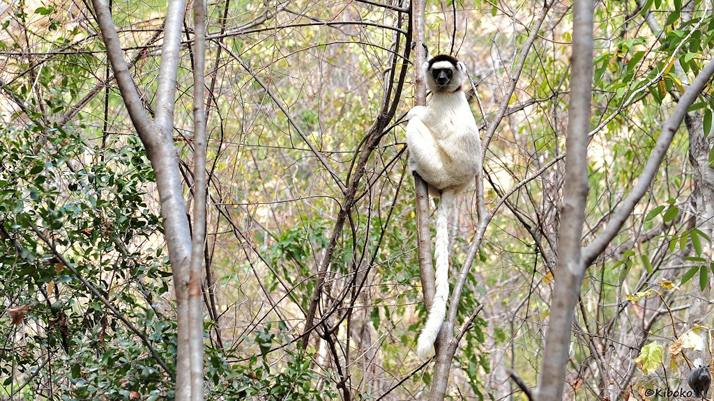 Das Bild zeigt einen weißen Lemur mit langem, weißen Schwanz, schwarzem Gesicht und schwarzer Kappe. Der Lemur klammert sich in einem lichten Wald an einen senkrechten, dünnen Baumstamm.