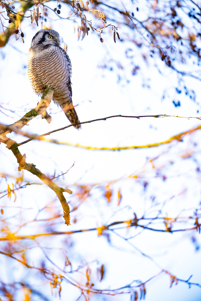 DSC_9839-X2.jpg