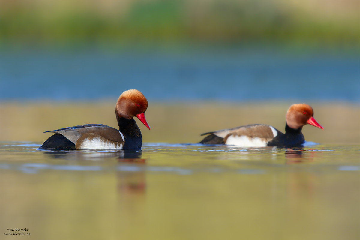 20150419_0668_PS_1200Px.jpg