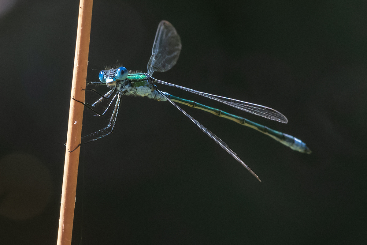 20200810_D500_0374NF.jpg