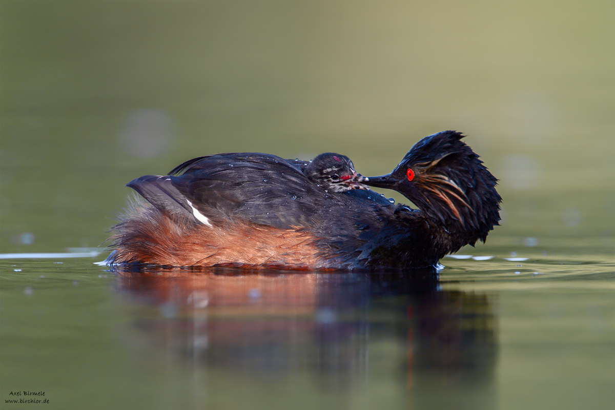 20120710_0389_PS_1200Px.jpg