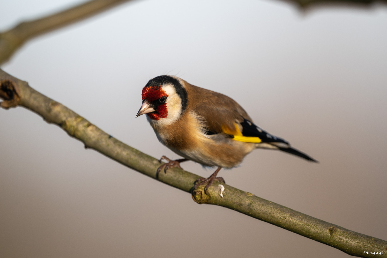 DSC_7961a.jpg