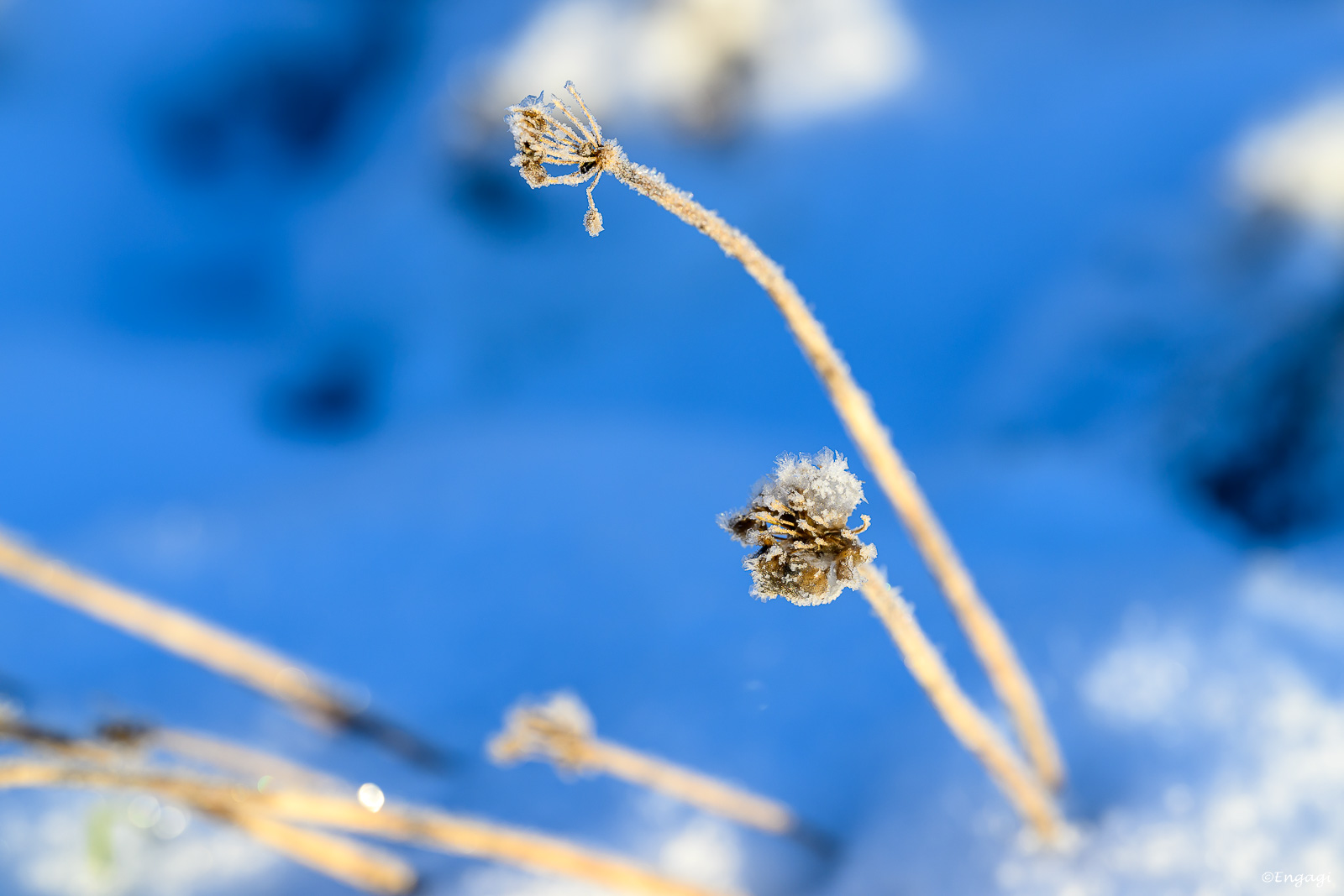 DSC_9127.jpg