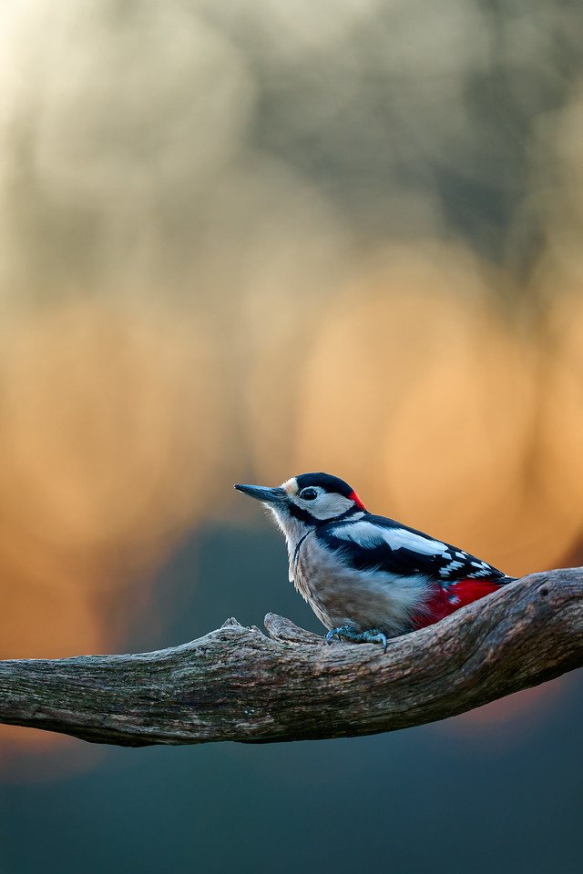 DSC_4734-NEF_DxO_DeepPRIME-X2.jpg