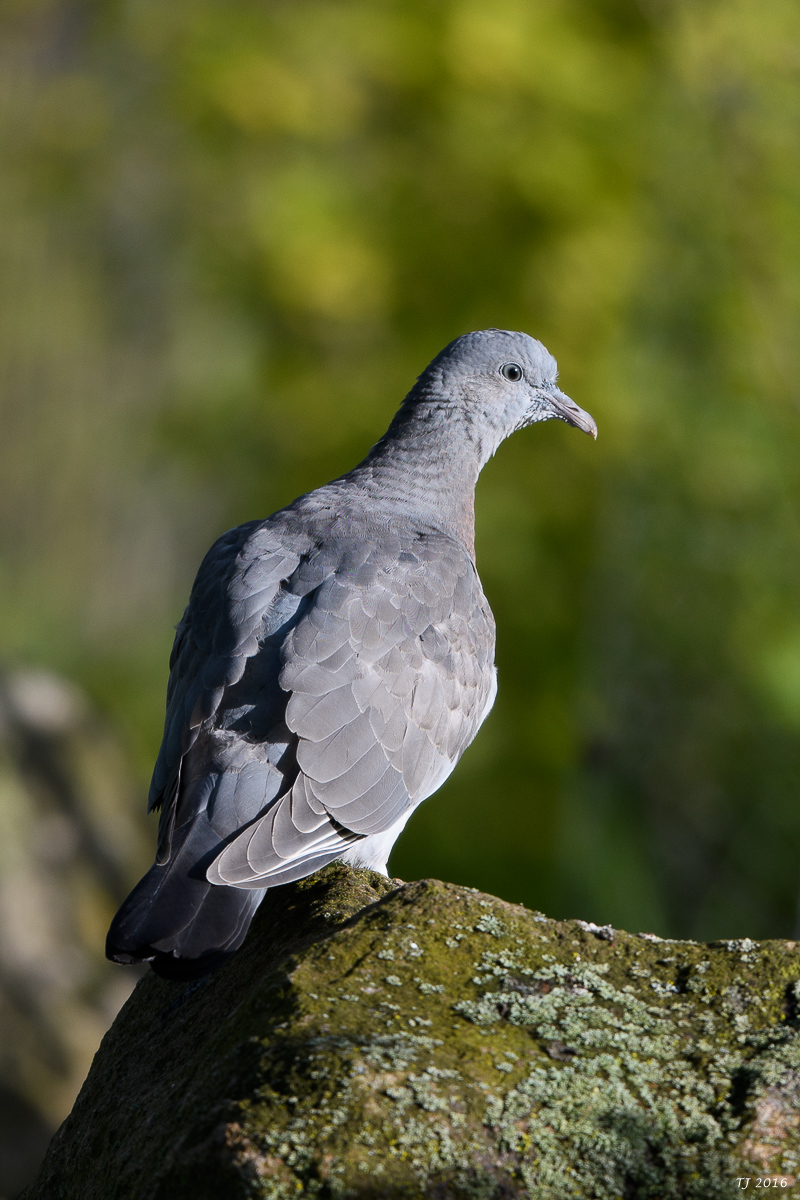DSC_0797.jpg