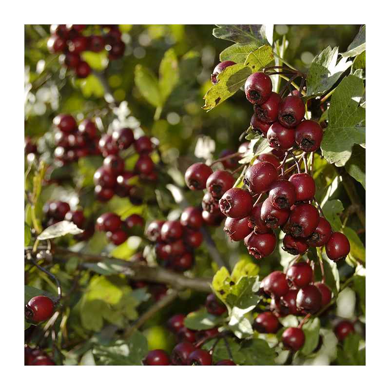 rotebeeren001.jpg