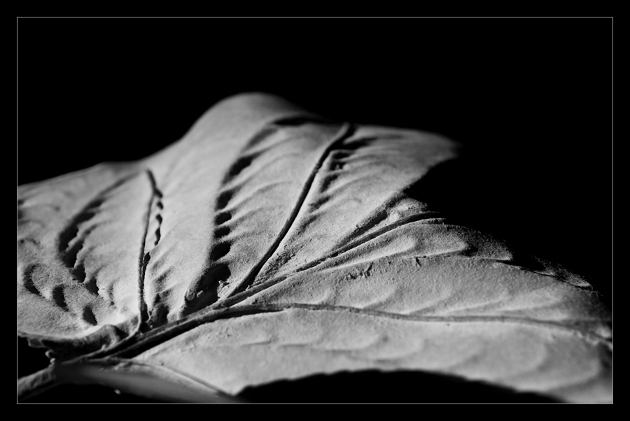 Blatt_7116.jpg