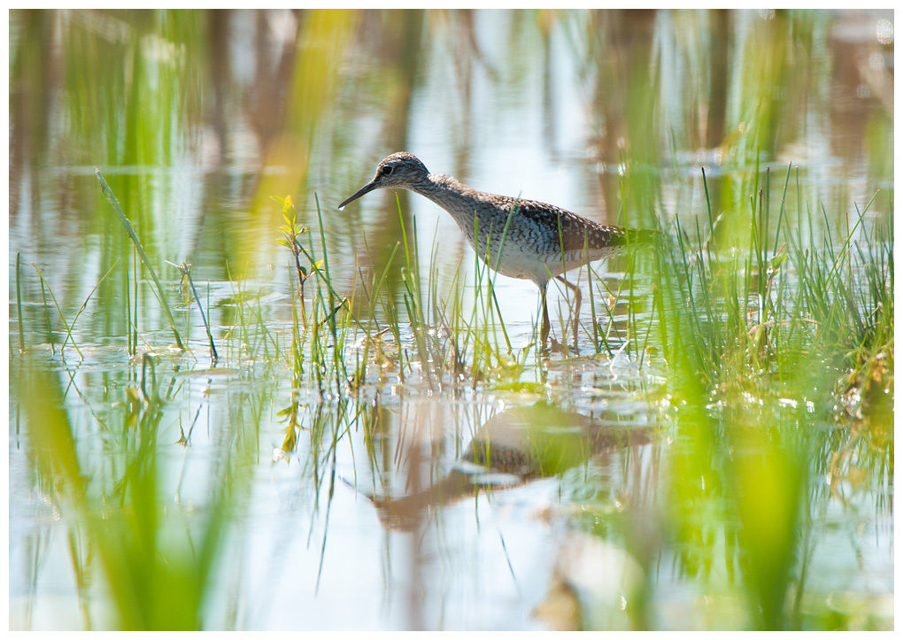 Bruchwasserlaeufer006.jpg