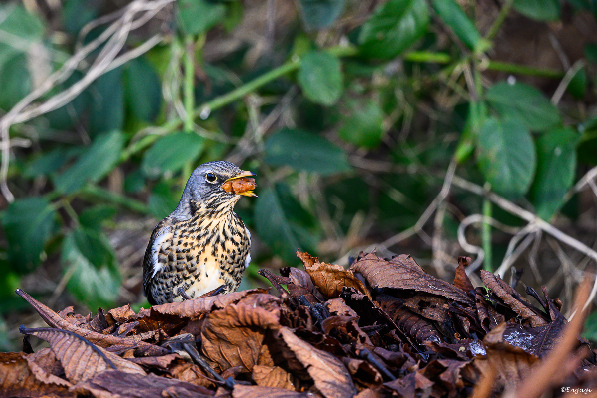 DSC_0394.jpg