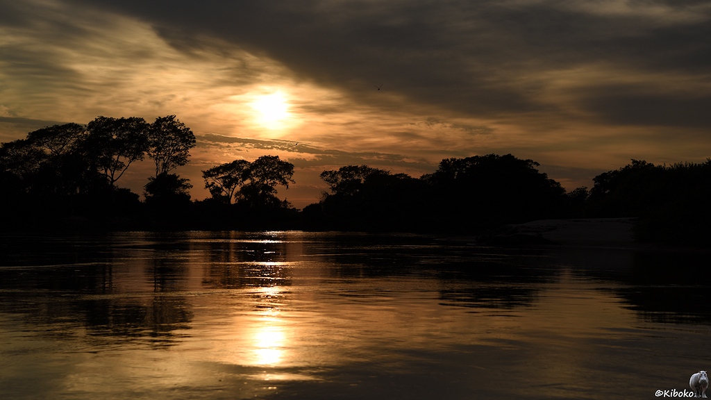 Die Sonne spiegelt sich im Fluss mit hohen Bäumen