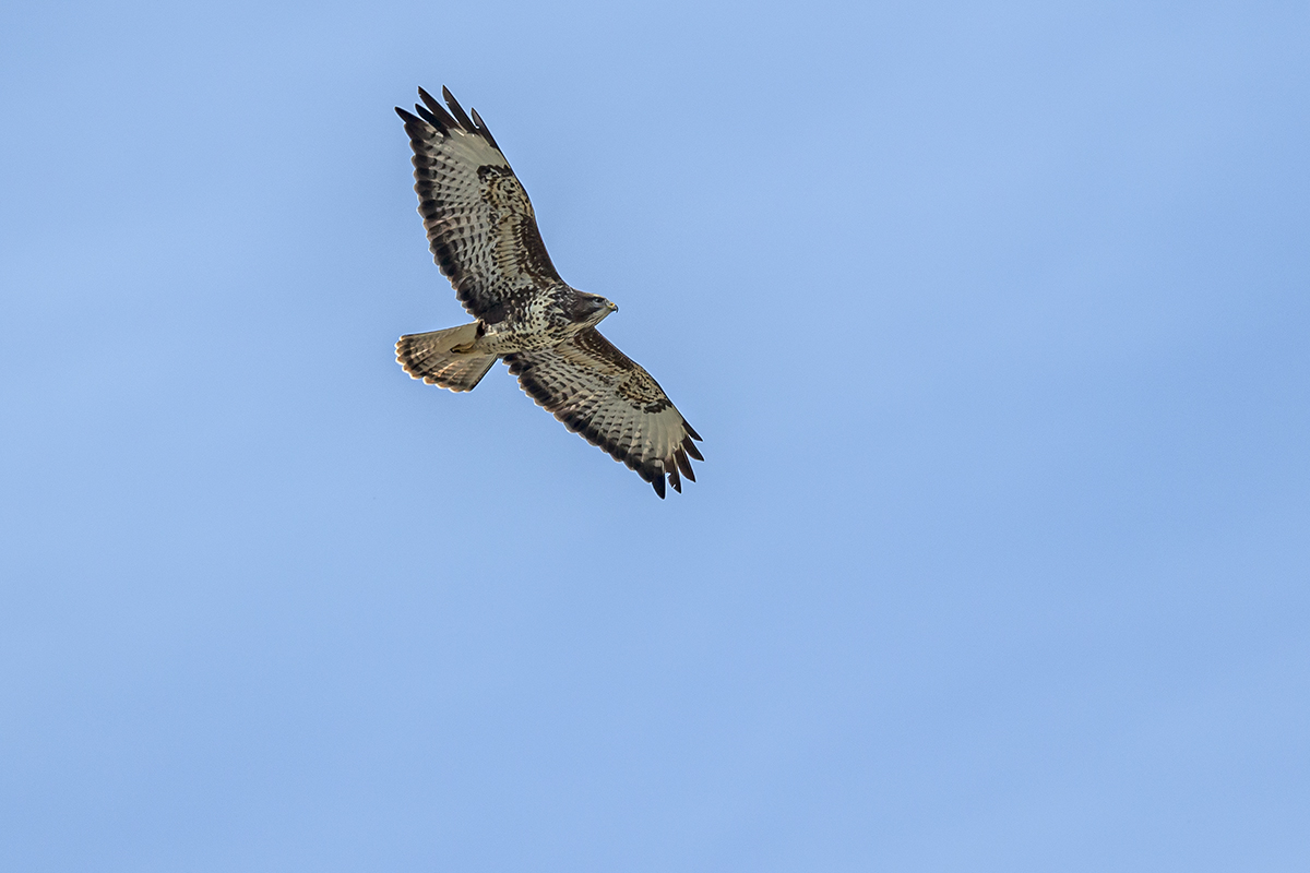 20201009_ND5_1063NF.jpg
