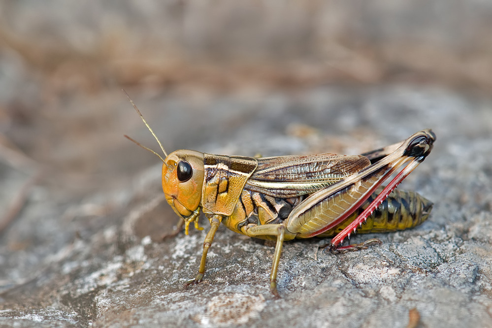 arcyptera-weibchen2_filtered.jpg