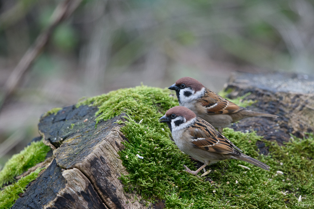 DSC_8079.jpg