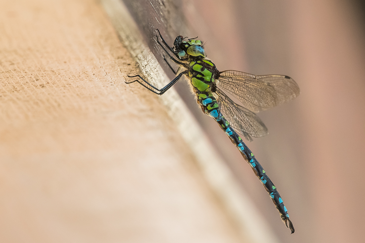 20200920_D500_2659NF.jpg